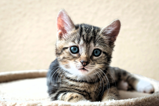 �1758542 �������(a): ����������:6000x4000